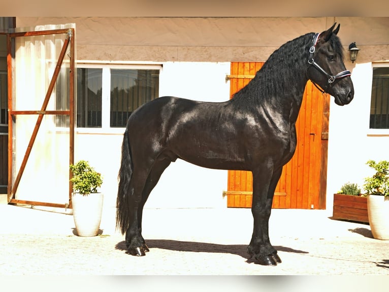 Friesian horses Stallion 4 years 16,1 hh Black in Ochtendung
