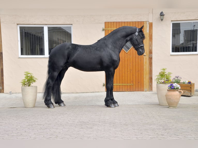 Friesian horses Stallion 4 years 16,1 hh Black in Ochtendung