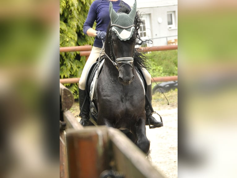 Friesian horses Stallion 4 years 16,1 hh Black in Ochtendung