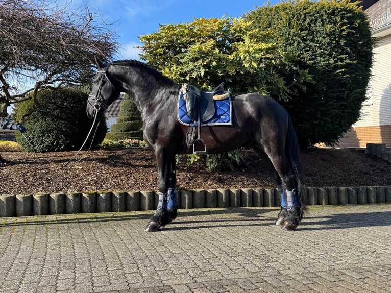 Friesian horses Stallion 4 years 16,1 hh Black in Ochtendung