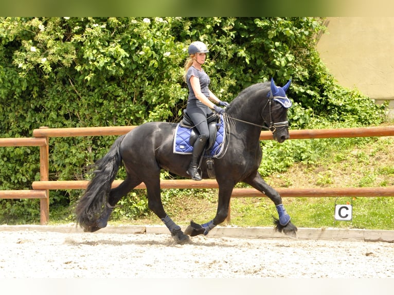 Friesian horses Stallion 4 years 16,1 hh Black in Ochtendung