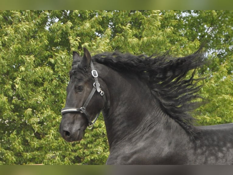 Friesian horses Stallion 4 years 16,1 hh Black in Ochtendung