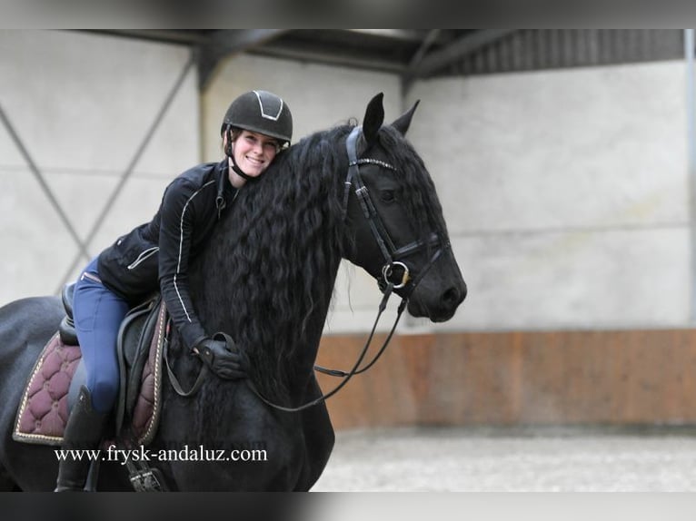 Friesian horses Stallion 4 years 16,1 hh Black in Mijnsheerenland