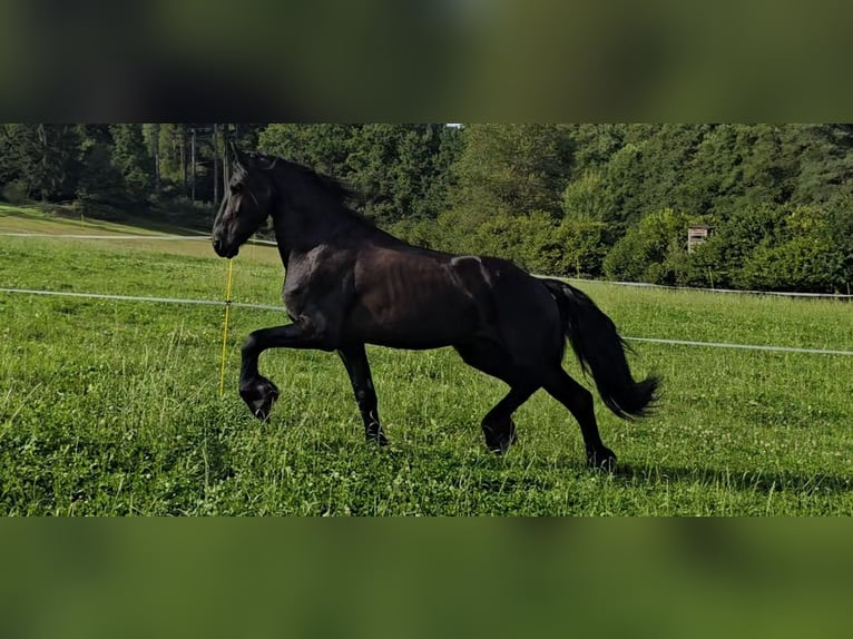 Friesian horses Stallion 4 years 16,2 hh Black in Michelstadt