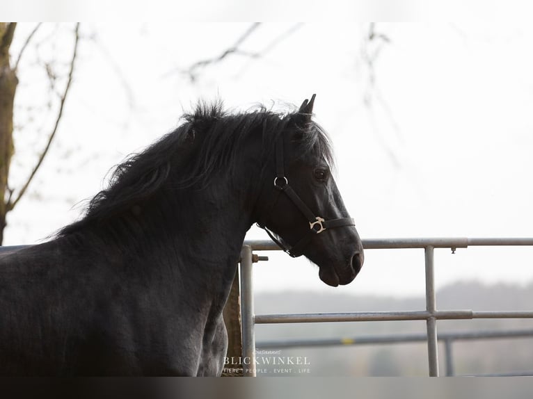 Friesian horses Stallion 4 years Black in Schöllnach