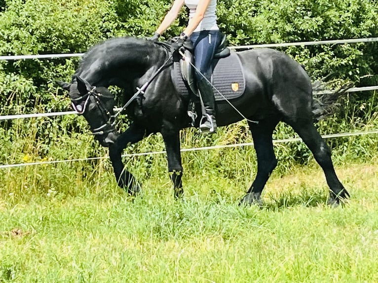 Friesian horses Stallion 4 years Black in Ursensollen