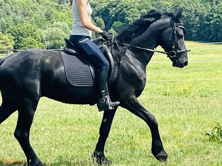 Friesian horses Stallion 4 years Black in Ursensollen