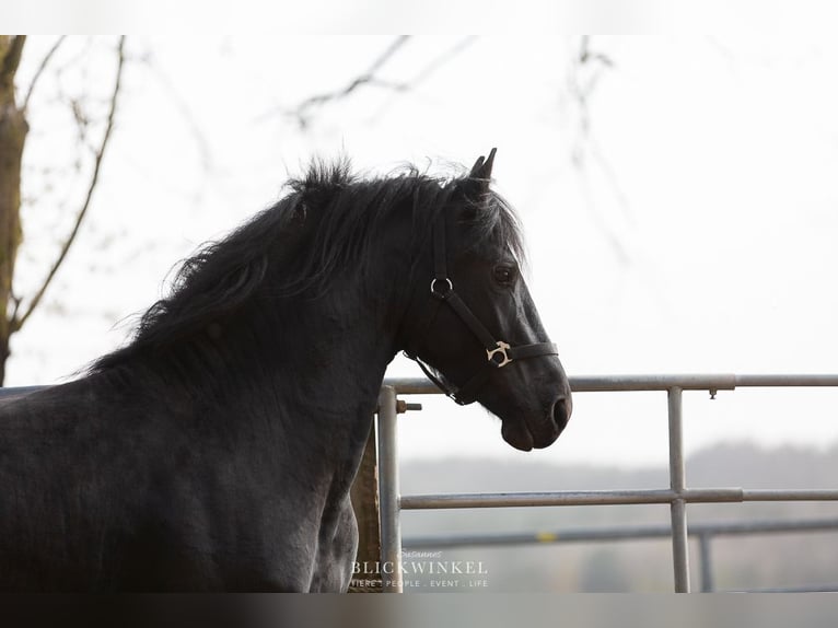 Friesian horses Stallion 4 years Black in Sch&#xF6;llnach