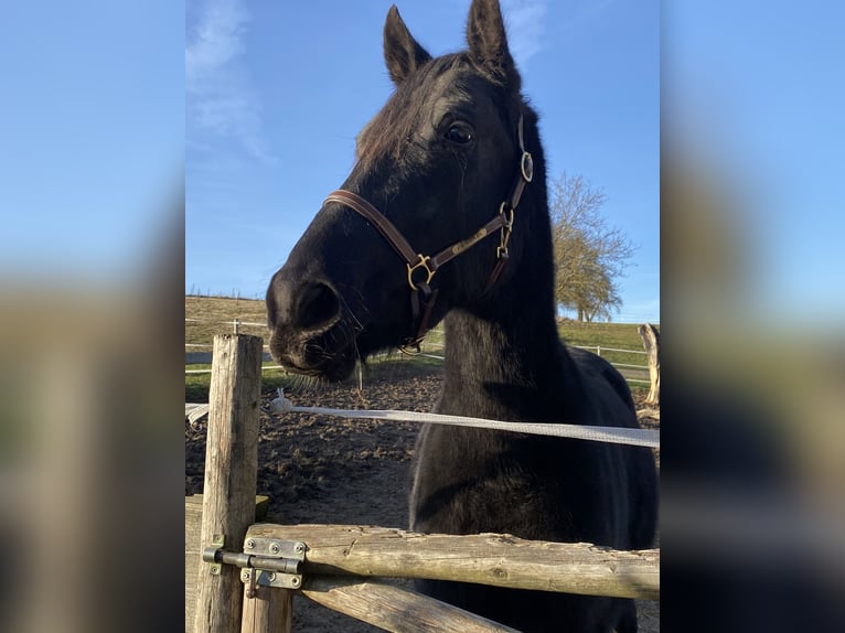 Friesian horses Mix Stallion 5 years 14,2 hh Black in Schörfling