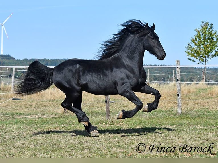 Friesian horses Stallion 5 years 15.2 hh Black in Wiebelsheim