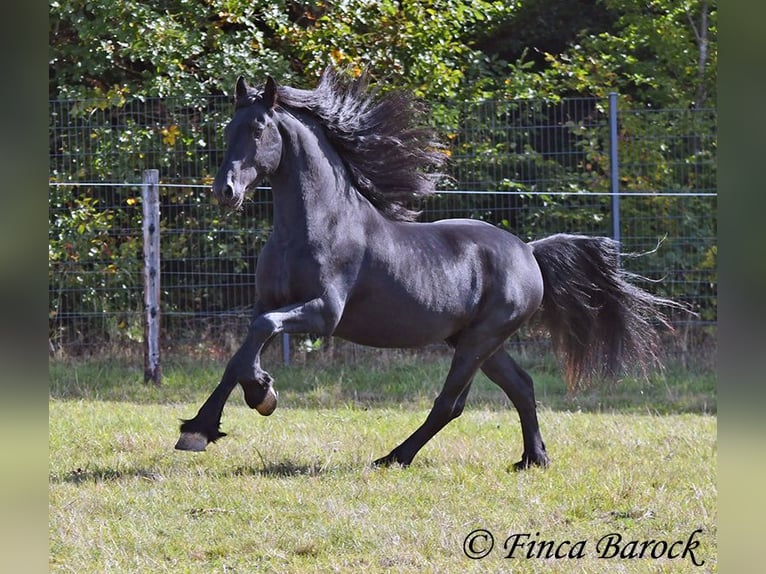 Friesian horses Stallion 5 years 15.2 hh Black in Wiebelsheim
