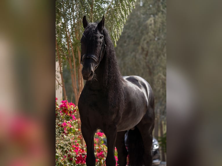 Friesian horses Stallion 5 years 15.3 hh Black in Dubai