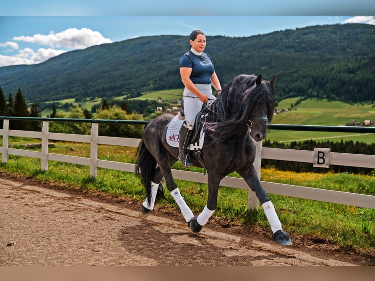 Friesian horses Stallion 5 years 15,3 hh Black in Zederhaus