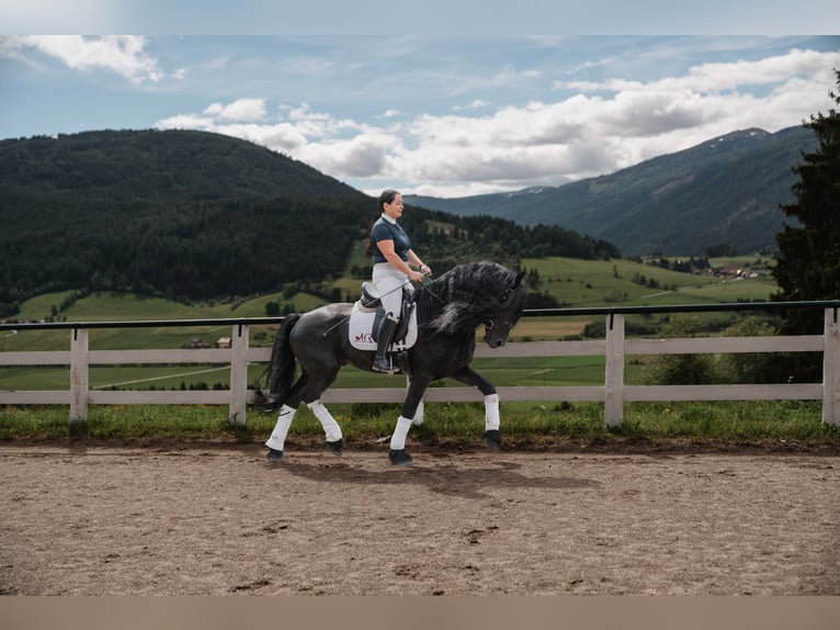 Friesian horses Stallion 5 years 15,3 hh Black in Zederhaus