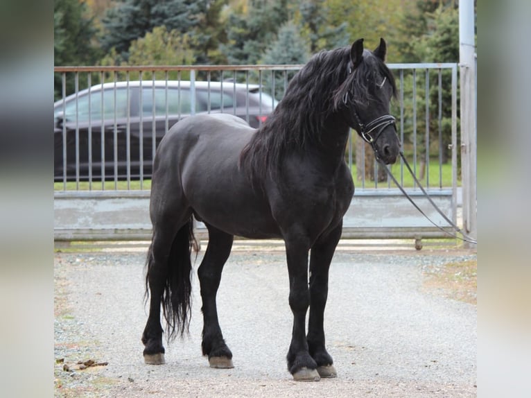 Friesian horses Stallion 5 years 15,3 hh Black in Rechnitz