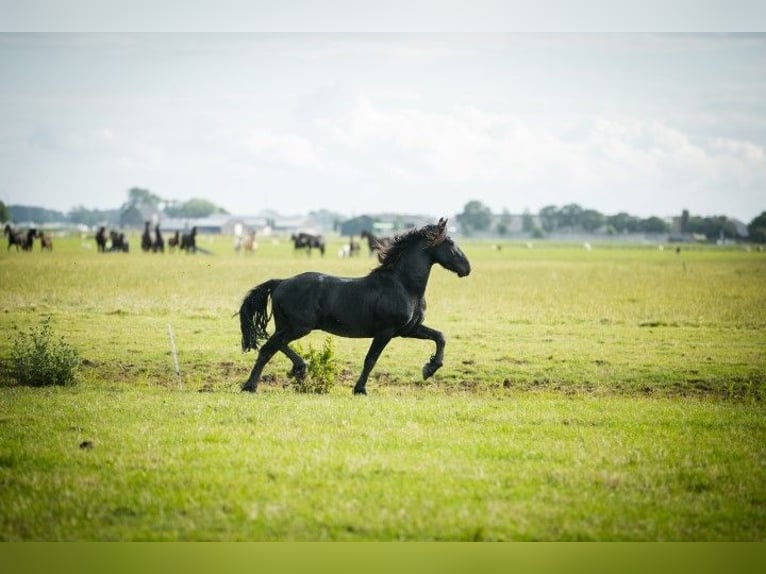 Friesian horses Stallion 5 years 15,1 hh Black in Tzummarum