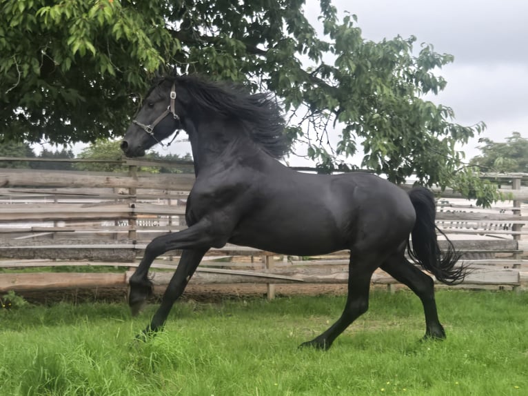Friesian horses Stallion 5 years 16.1 hh Black in Lengenfeld
