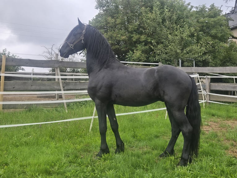 Friesian horses Stallion 5 years 16.1 hh Black in Lengenfeld