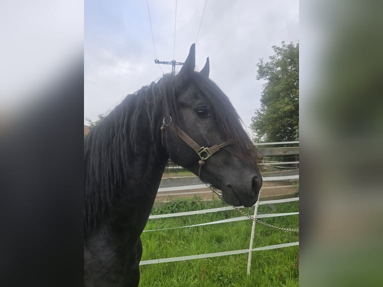 Friesian horses Stallion 5 years 16.1 hh Black in Lengenfeld