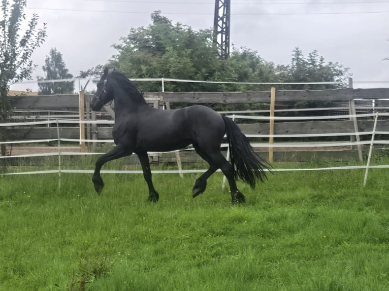 Friesian horses Stallion 5 years 16.1 hh Black in Lengenfeld