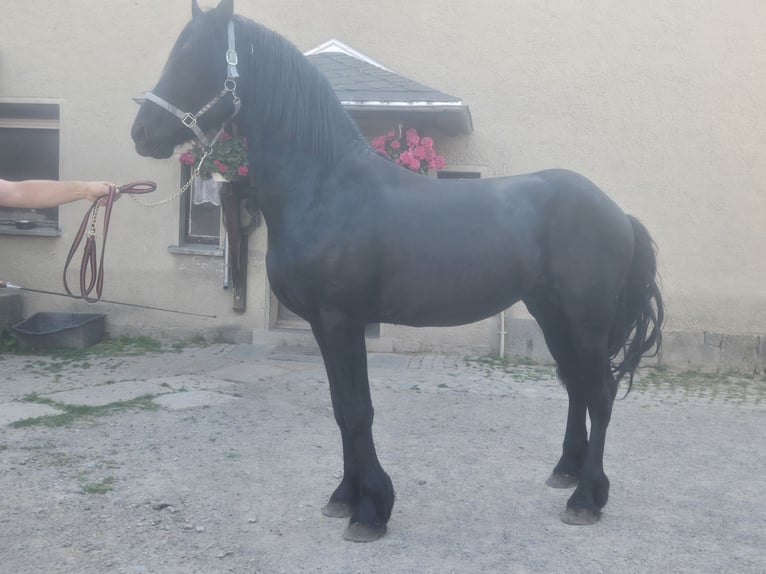 Friesian horses Stallion 5 years 16.1 hh Black in Lengenfeld