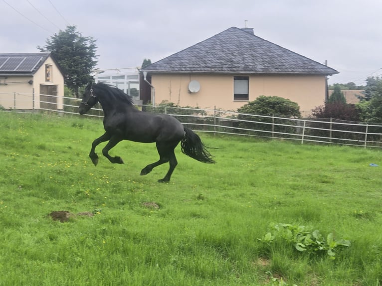 Friesian horses Stallion 5 years 16.1 hh Black in Lengenfeld