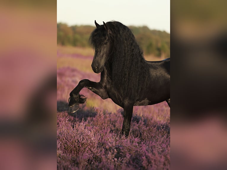 Friesian horses Stallion 5 years 16,1 hh Black in Britswerd