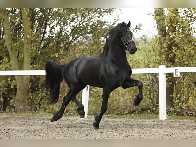 Friesian horses Stallion 5 years 16,1 hh Black in Britswert