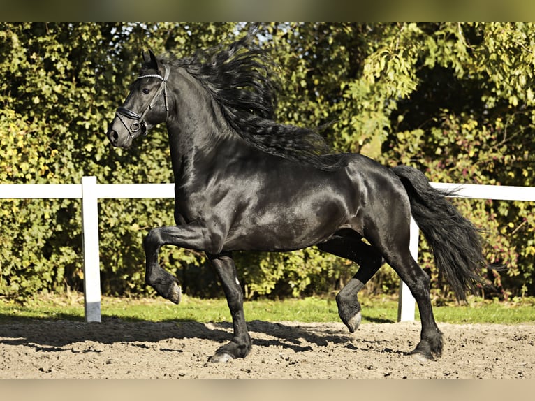 Friesian horses Stallion 5 years 16,1 hh Black in Britswert