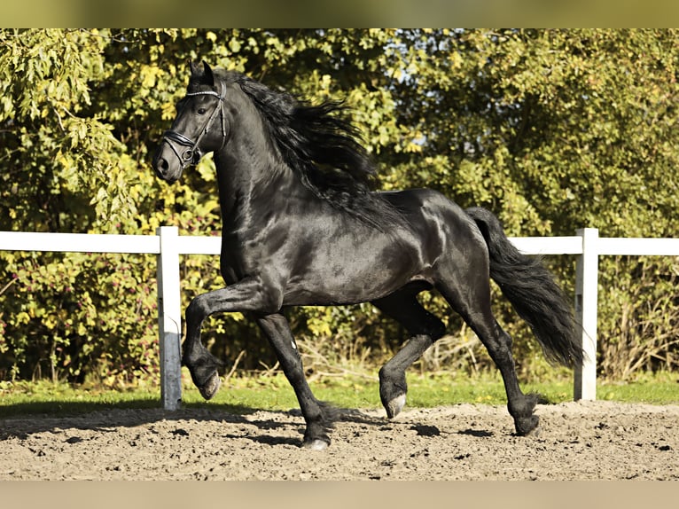 Friesian horses Stallion 5 years 16,1 hh Black in Britswert