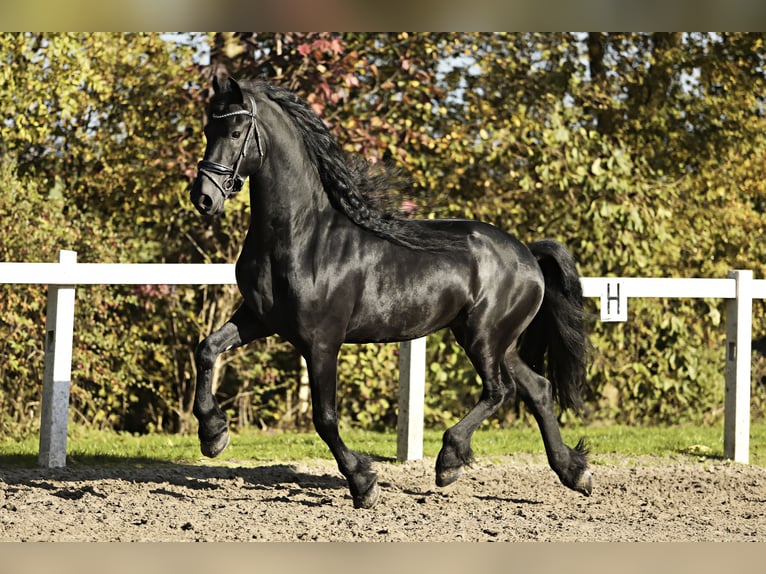 Friesian horses Stallion 5 years 16,1 hh Black in Britswert