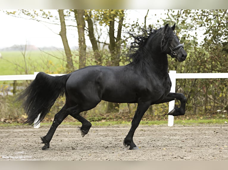 Friesian horses Stallion 5 years 16,1 hh Black in Britswert