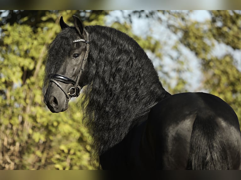 Friesian horses Stallion 5 years 16,1 hh Black in Britswert