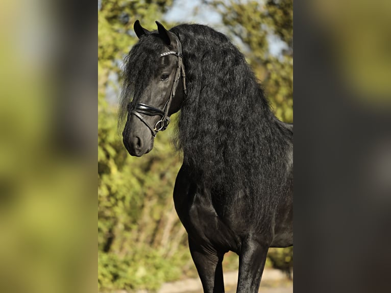 Friesian horses Stallion 5 years 16,1 hh Black in Britswert