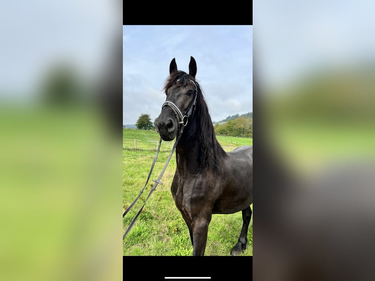Friesian horses Stallion 5 years 16,1 hh Black in Wittlich