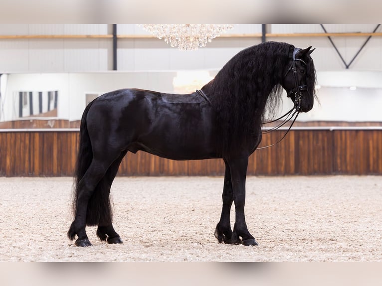 Friesian horses Stallion 5 years 16,1 hh Black in Kwadijk