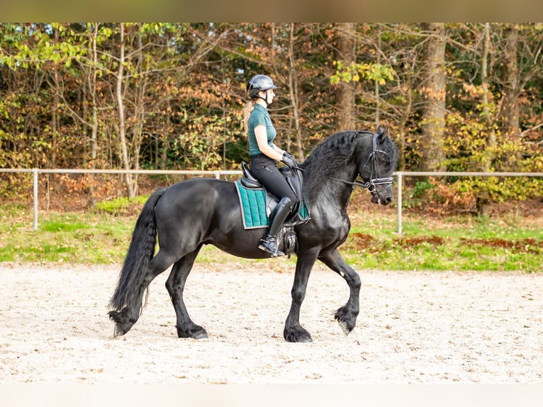 Friesian horses Stallion 5 years 16.1 hh Black in Meinerzhagen