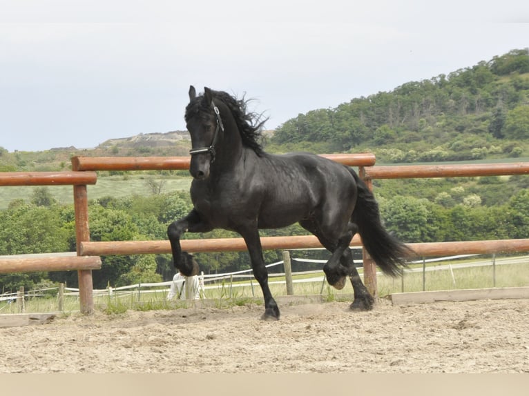 Friesian horses Stallion 5 years 16.1 hh Black in Ochtendung