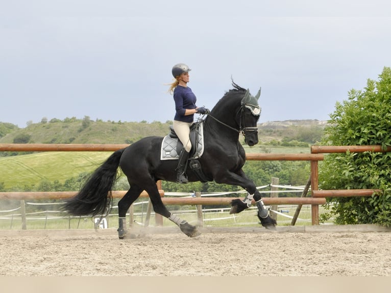 Friesian horses Stallion 5 years 16.1 hh Black in Ochtendung