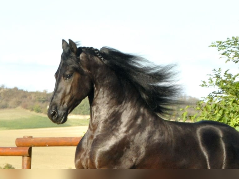 Friesian horses Stallion 5 years 16,1 hh Black in Ochtendung