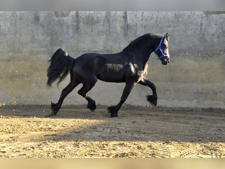 Friesian horses Stallion 5 years 16,1 hh Black in Ochtendung