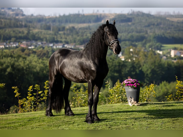 Friesian horses Stallion 5 years 16.1 hh Black in MeinerzhagenMeinerzhagen