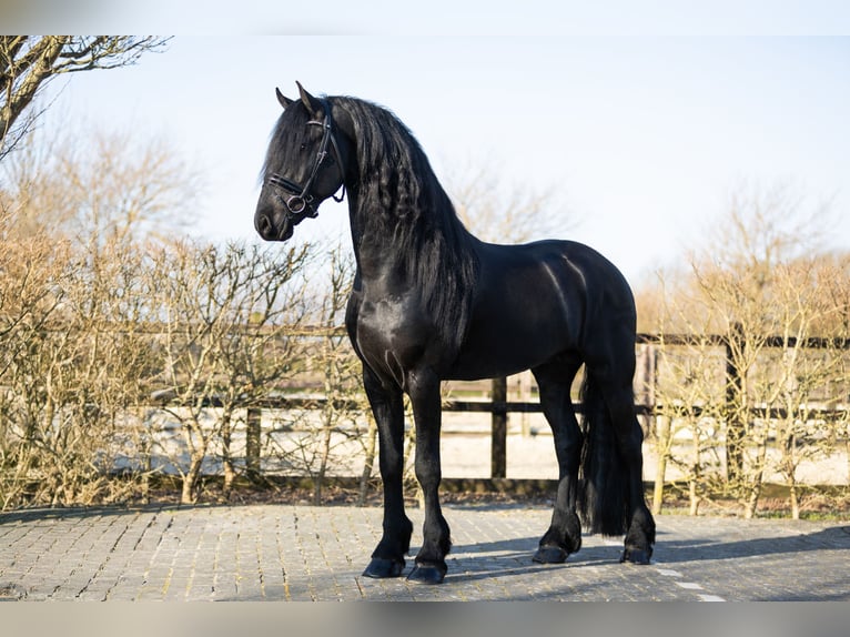 Friesian horses Stallion 5 years 16,2 hh Black in Harlingen