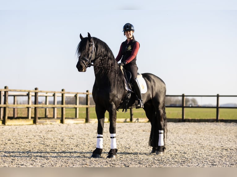 Friesian horses Stallion 5 years 16,2 hh Black in Harlingen