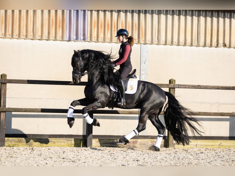 Friesian horses Stallion 5 years 16,2 hh Black in Harlingen