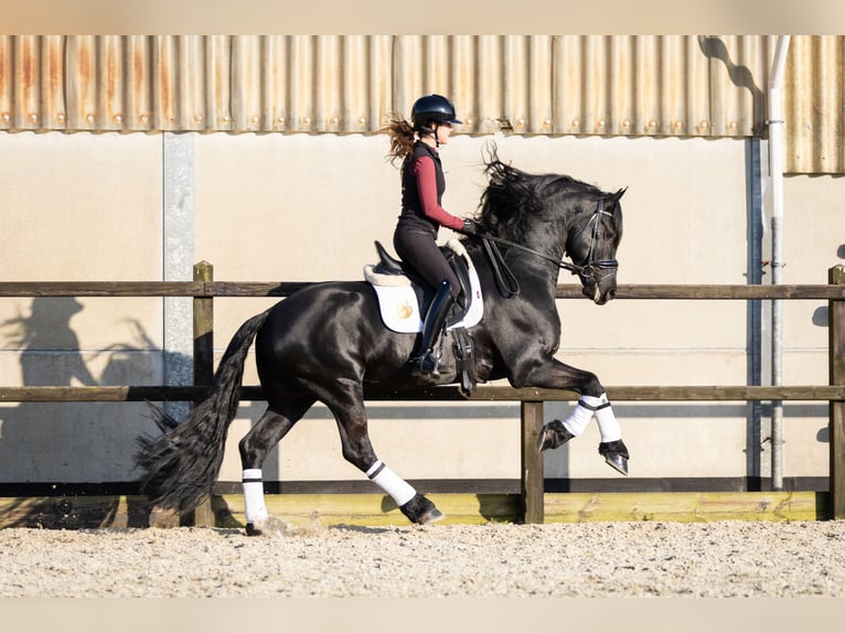 Friesian horses Stallion 5 years 16,2 hh Black in Harlingen