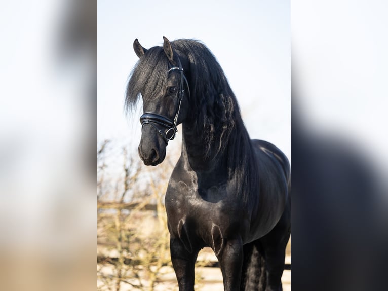 Friesian horses Stallion 5 years 16,2 hh Black in Harlingen