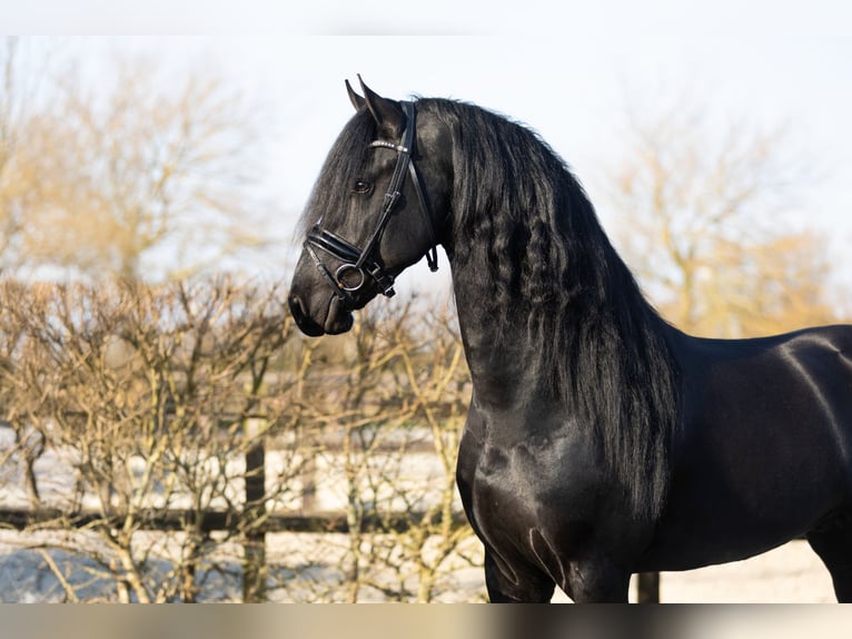 Friesian horses Stallion 5 years 16,2 hh Black in Harlingen