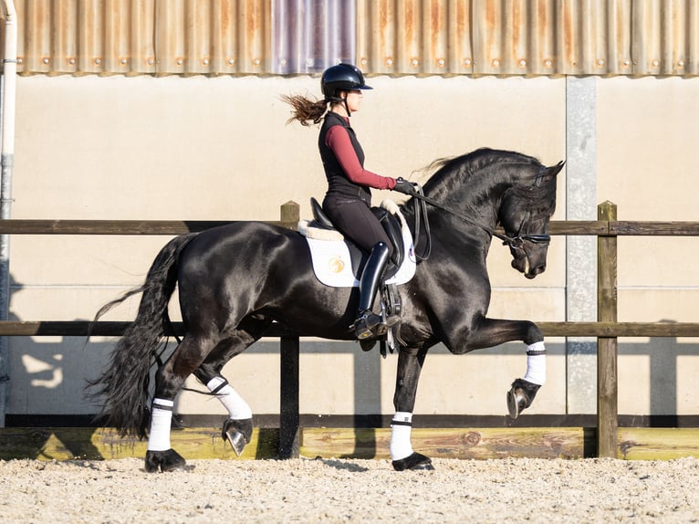 Friesian horses Stallion 5 years 16,2 hh Black in Harlingen