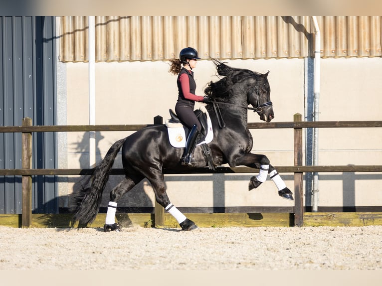 Friesian horses Stallion 5 years 16,2 hh Black in Harlingen